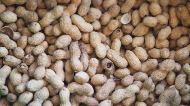 Kabuklarındaki fıstıklar canlı bir pazar ortamında bir araya getiriliyor..