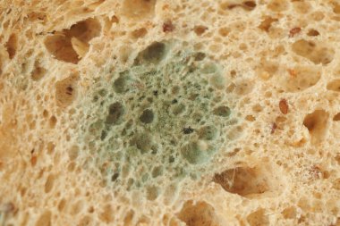 Mutfak ortamında ekmeğin üzerindeki yeşil küfün yakın plan görüntüsü..