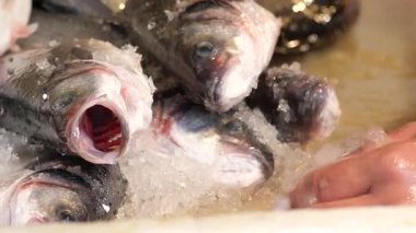 Tedarikçiler bugün erken saatlerde markette taze balık yakaladılar..