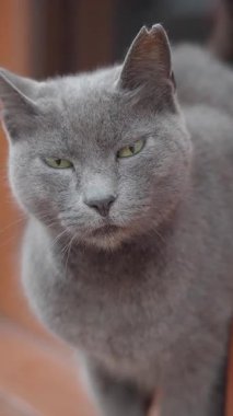 Büyüleyici gri bir kedi düşünceli bir şekilde rahat bir ortamda bakar..