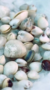 Kumlu sahilde bulunan çeşitli kabukların tadını çıkarın..