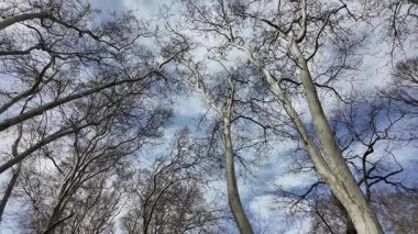 Bulutlu bir gökyüzüne karşı dalları çıplak uzun ağaçlara bakıyorum..