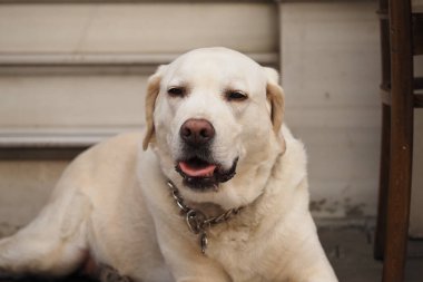 Sakin bir Labrador av köpeği sıcak güneşin tadını çıkartıyor..