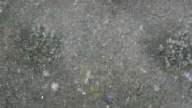 Yumuşak kar taneleri yavaşça düşer, ağaçları ve zemini kaplar..