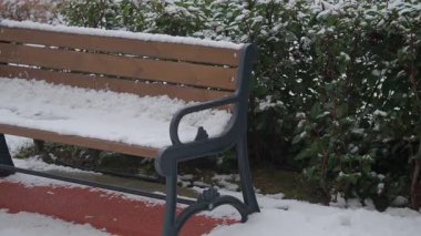 Yeşilliklerle çevrili, taze karla kaplı, huzurlu bir park bankı..