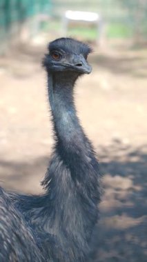 Bir devekuşu yiyecek ararken güneşli bir ortamda ortamını gözlemler..