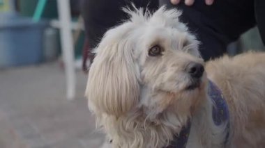 Yumuşak tüylü bir köpek, sahibine yakın durarak güneşli bir günün tadını çıkarır..