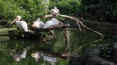 Pelikanlar, dingin bir su kütlesi ve yeşilliğin yanındaki dalların üzerinde dinlenirler..