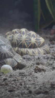 Kaplumbağaların doğal ortamlarında yuvalanmalarını ve yumurtadan çıkmalarını izleyin..
