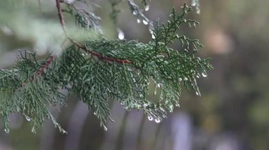 Yağmur damlaları taze yeşil yaprakların üzerinde toplanır ve barışçıl bir ortam yaratır..
