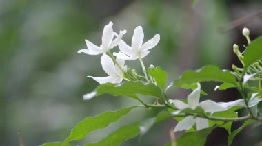 Şafak vakti yemyeşil sarmaşıklarla çevrili bir sarmaşıkta beyaz çiçekler serpilir..