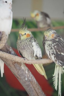 Birkaç papağan evcil hayvan dükkanında bir dalın üzerinde dinleniyor..