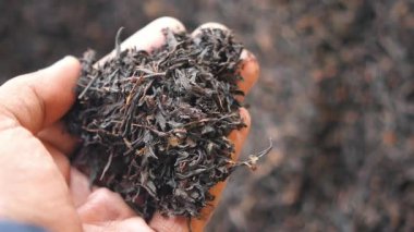 El, siyah çay yapraklarını tutuyor..