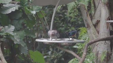 İki renkli kuş, yemyeşil bir alanda yemek yemek için toplanıyor..