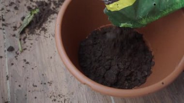 Taze toprağı ekmek ve bahçecilik faaliyetleri için saksıya döküyorum..