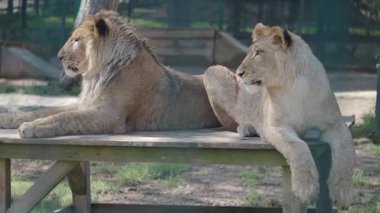 İki aslan güneşli bir günde ahşap bir platformda rahatça dinlenir..