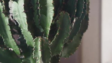 Parlak ışıkta büyüyen bir kaktüsü canlı yeşilliğini sergilerken izleyin..