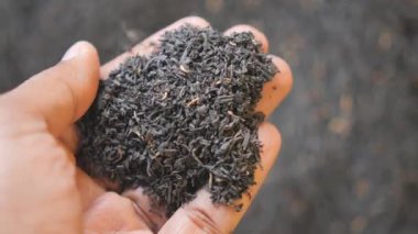 Siyah çay yapraklarını hasat etme ve hazırlama sanatını keşfedin..