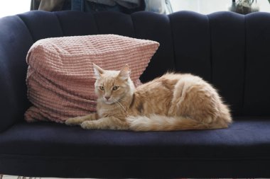 Turuncu bir kedi, yumuşak pembe bir yastığın yanındaki koyu mavi bir kanepede dinlenir..