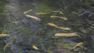 Parlak renkli balıklar berrak sularda süzülürler..