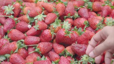 Çiftçiler hasat zamanı yemyeşil bir tarlada olgun çilek toplarlar..