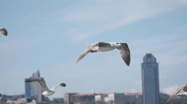 Martılar, liman kıyısındaki bir şehrin siluetinde zahmetsizce süzülüyorlar..
