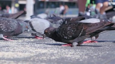 Bir güvercin sürüsü, canlı bir şehirde asfaltta tohum arıyor..