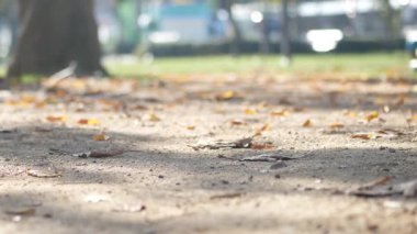 Park ziyaretçileri, yapraklar yola dökülürken güneşli bir günün tadını çıkarıyorlar..