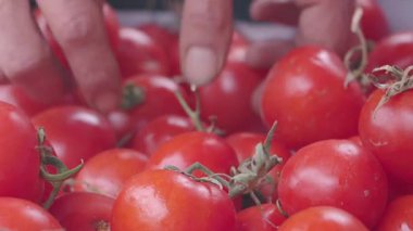 Markette renkli bir gösteriden olgun domatesleri toplayan eller..