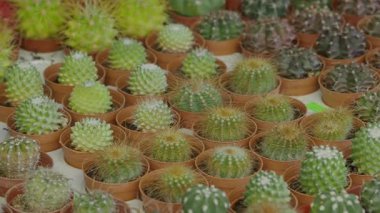 Marketteki küçük çömleklerde çeşitli kaktüslerin canlı bir görüntüsünü keşfedin..