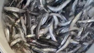 Balıkçılar teknedeki gümüş balık avlarını ayırırlar..