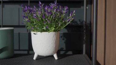 Beyaz bir saksının içindeki mor çiçekler mekanı aydınlatır..