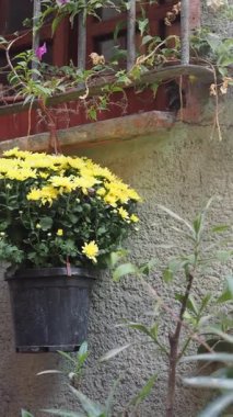 Renkli çiçekler, bitkilerle dolu bir kır bahçesine neşe katar..