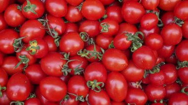 Bir avuç olgun, canlı kırmızı domates satılmaya hazır..