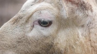 Sığırlar sakin bir kırsal alanda huzur içinde otlarken rahatlar..