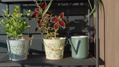 Şık kaplarda renkli bitkiler güneş ışığında bir balkon rafı süslüyor..