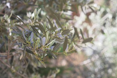 Zeytin dalları baharda taze yeşil yapraklar ve minik çiçekler sergiler..