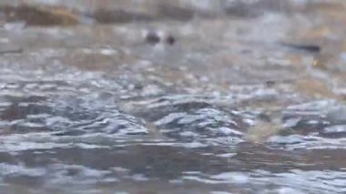 Su yüzeyine yağmur yağıyor..