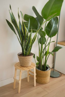 Yemyeşil bitkiler ahşap zeminli rahat bir odaya taze bir ortam ekler..
