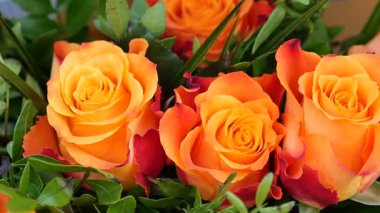 Çarpıcı turuncu güller yemyeşil bir ortamda renklendirilir..