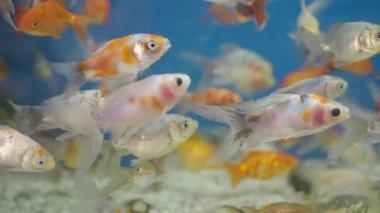 Değişik renklerde balıkların özgürce yüzdüğü canlı bir akvaryum keşfedin..
