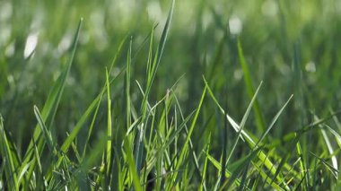 Yeşil çimenler parlak güneşin altında hafif bir esintide dans eder..