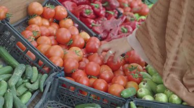 Ziyaretçiler pazardan olgun domates ve taze sebze seçiyorlar.