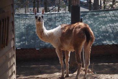 Etrafı yeşilliklerle çevrili, parlak güneş ışığı altında bir lama..