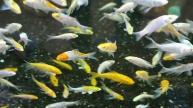 Parlak renkli balıklar akvaryum habitatında berrak sularda süzülür..