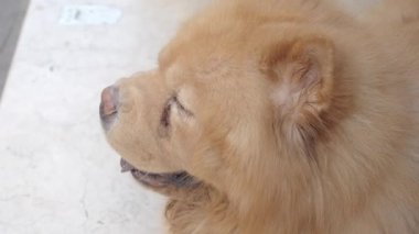 Yumuşak yemek, güneş ışığı altında gevşer ve neşeli doğasını gösterir..