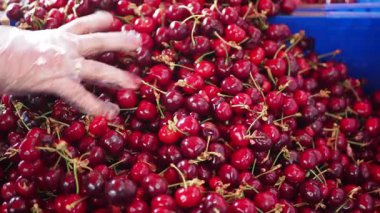 Hareketli bir pazar yaz güneşinde canlı kirazlar sergiler.