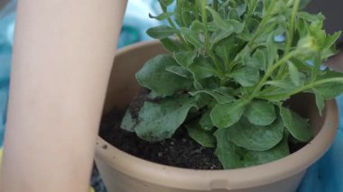 Kahverengi bir tencereye çiçek dikmek, bahçe işlerine odaklanmak..