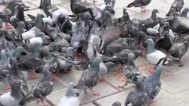 Gündüz vakti hareketli bir şehir parkında aktif olarak beslenen güvercin sürüleri.