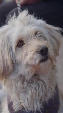 Yumuşak bir köpek dışarıdaki sıcaklığın tadını çıkarırken etrafa mutlu mesut bakar..